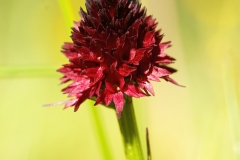 Nigritella-rubra-EHO_014437