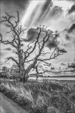 Tree-in-BW