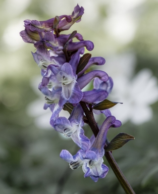 Corydalis-med-sh-bagrund-og-stiched