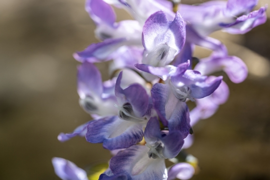 Detalje-af-Corydalis-blomst