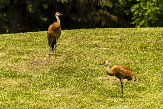 Praerietrane-Grus-canadensis