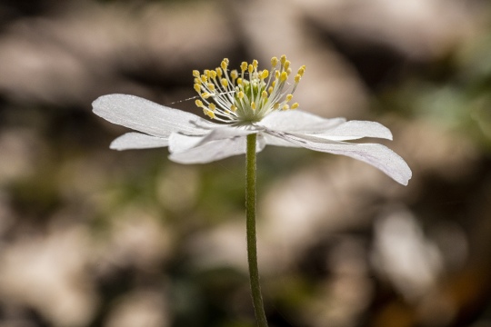 taet-paa-hvid-anemone